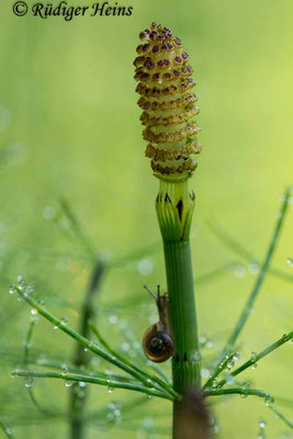 Equisetum fluviatile (Teich-Schachtelhalm), 11.6.2017