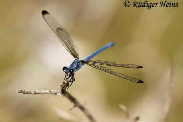 Epallage fatime (Blaue Orientjungfer) Männchen, 17.5.2015