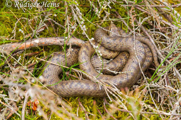 Coronella austriaca (Schlingnatter oder Glattnatter), 8.6.2017
