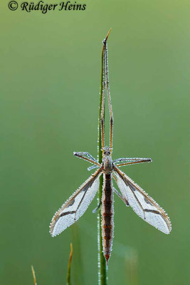 Tipula maxima (Riesenschnake), 24.5.2015