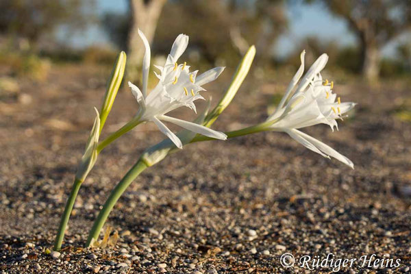Dünen-Trichternarzisse (Pancratium maritimum), 11.10.2025 - Zoom 18-150mm f/3.5-6.3