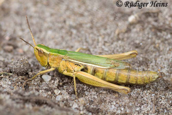 Chorthippus albomarginatus (Weißrandiger Grashüpfer) Weibchen, 19.9.2017 