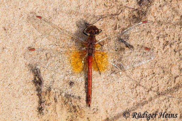 Sympetrum flaveolum (Gefleckte Heidelibelle) Männchen, 26.9.2018