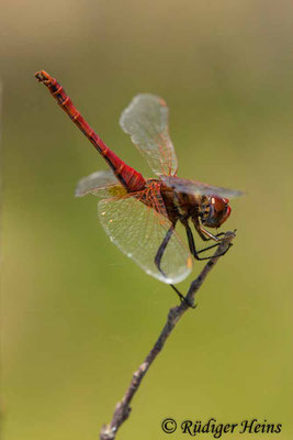 Sympetrum fonscolombii (Frühe Heidelibelle) Männchen, 21.6.2018