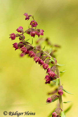 Epipactis atrorubens (Rotbraune Stendelwurz), 12.7.2015