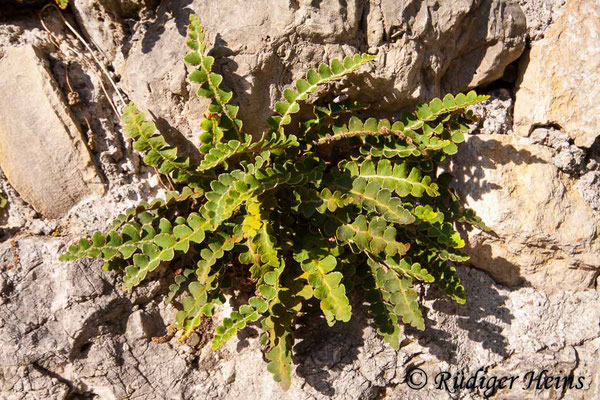 Asplenium ceterach (Milzfarn), 21.10.2010