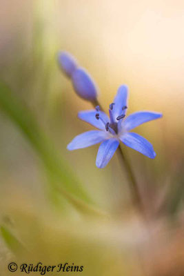 Scilla bifolia (Zweiblättrige Blaustern), 20.3.2025