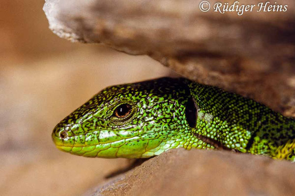 Lacerta trilineata (Riesen-Smaragdeidechse)