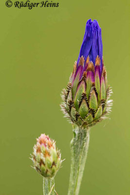 Centaurea cyanus (Kornblume), 8.6.2019