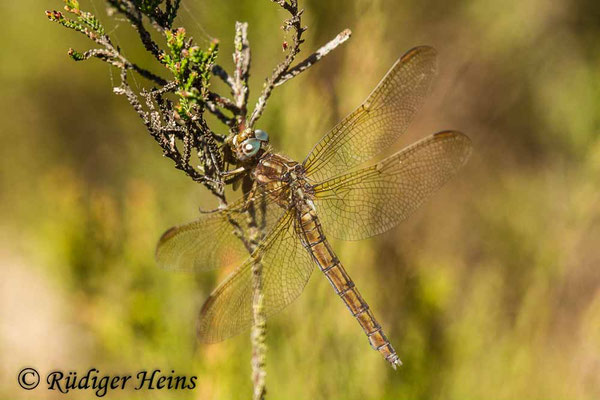 Orthetrum coerulescens (Kleiner Blaupfeil) Weibchen