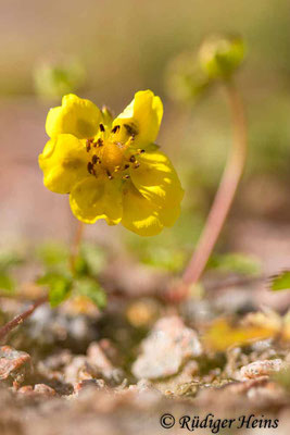 Potentilla reptans (Kriechendes Fingerkraut), 21.6.2022