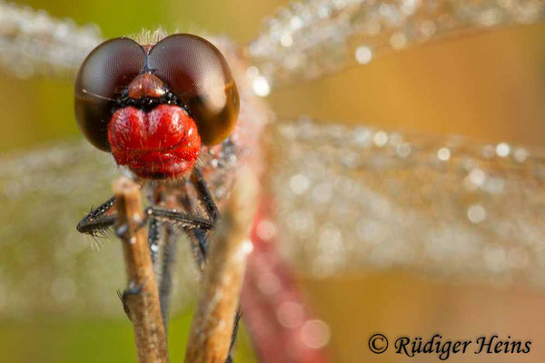 Sympetrum pedemontanum (Gebänderte Heidelibelle) Männchen, 19.8.2012