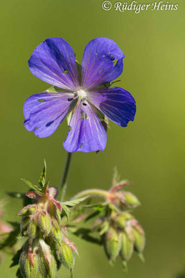 Geranium pratense (Wiesen-Storchschnabel), 24.6.2020