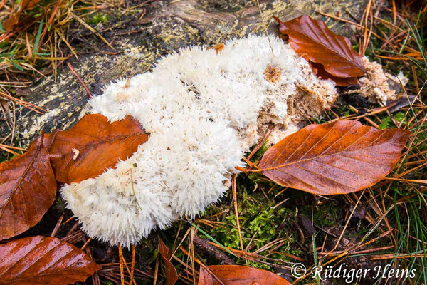 Postia ptychogaster (Weißer Polsterpilz), 15.11.2024