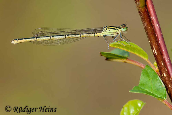 Erythromma lindenii (Pokaljungfer, Saphirauge) Weibchen, 5.7.2009