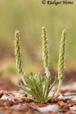 Plantago coronopus (Krähenfuß-Wegerich), 5.5.2019