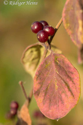 Lonicera xylosteum (Rote Heckenkirsche), 8.8.2022