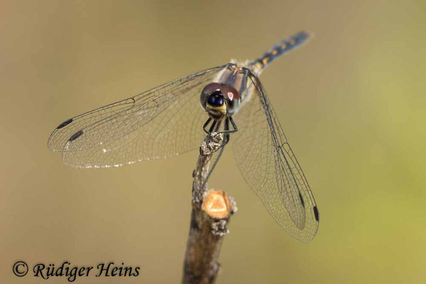 Trithemis festiva (Schwarzer Sonnenzeiger) Weibchen