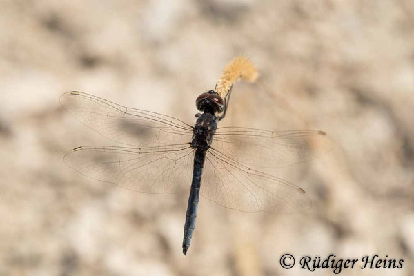 Selysiothemis nigra (Teufelchen, Schwarzer Baron) Männchen