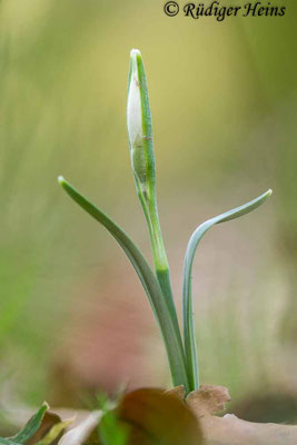 Galanthus nivalis (Schneeglöckchen)