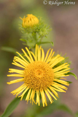 Inula britannica (Wiesen-Alant), 11.8.2023