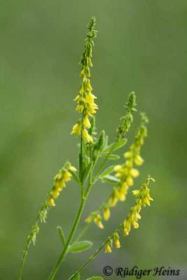 Melilotus officinalis (Gelber Steinklee)