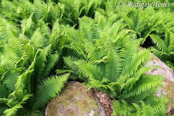 Matteuccia struthiopteris (Straußfarn), 26.5.2020