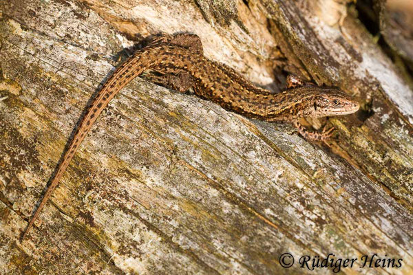 Zootoca vivipara (Waldeidechse)