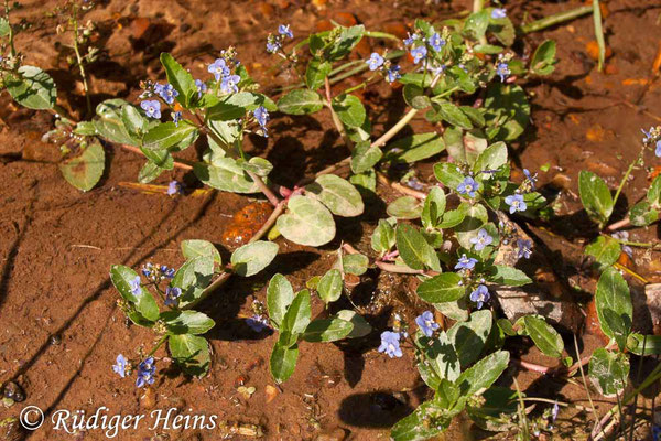 Veronica beccabunga (Bachbunge oder Bach-Ehrenpreis), 10.6.2006