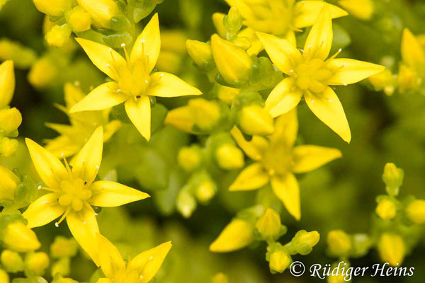 Sedum acre (Scharfer Mauerpfeffer), 22.6.2021