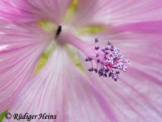 Malva alcea (Rosen-Malve), 18.6.2024