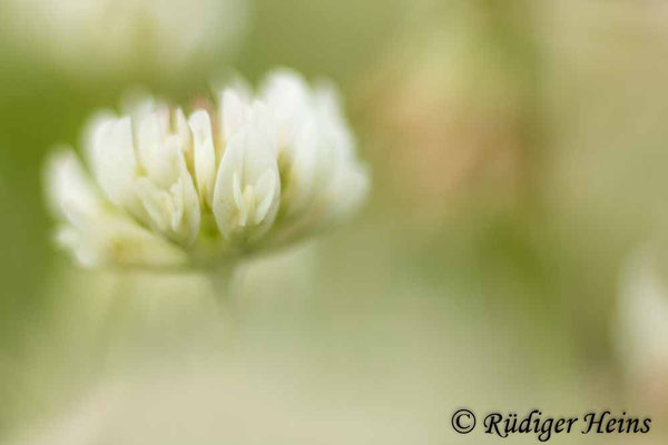 Weißklee (Trifolium repens), 29.6.2025 - Colorplan Dia-Projektionsobjektiv 1:2,5/90mm