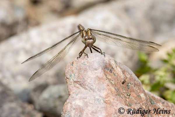 Südlicher Blaupfeil (Orthetrum brunneum) Weibchen
