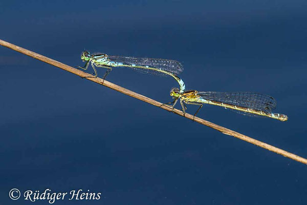 Coenagrion lunulatum (Mond-Azurjungfer) Tandem, 18.5.2017
