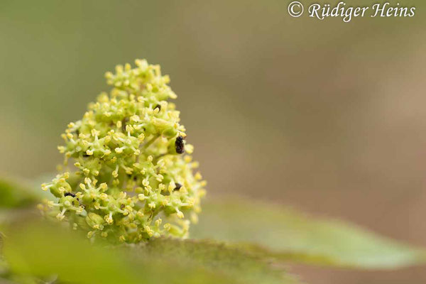 Sambucus racemosa (Roter Holunder), 10.5.2021