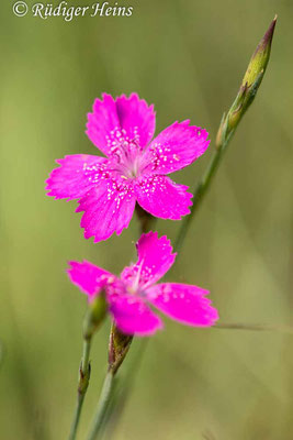 Dianthus deltoides (Heide-Nelke), 26.5.2023