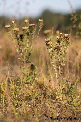 Carlina vulgaris (Golddistel)