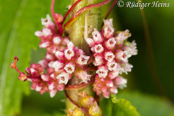 Cuscuta europaea (Nessel-Seide), 17.8.2016