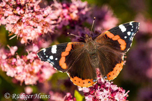 Vanessa atalanta (Admiral), 11.7.2020