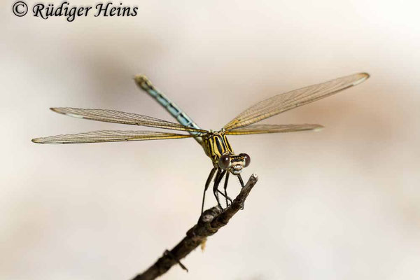 Epallage fatime (Blaue Orientjungfer) Weibchen,  17.5.2015