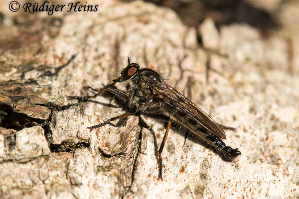 Neoitamus socius (Kleiner Strauchdieb) Männchen