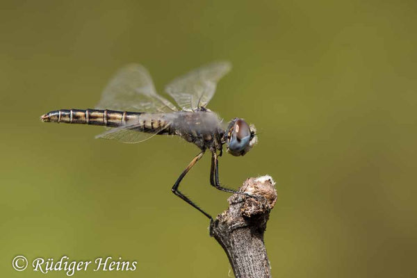 Selysiothemis nigra (Teufelchen, Schwarzer Baron) Weibchen