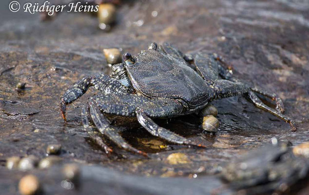 Rote Felsenkrabbe, Grapsus adscensionis