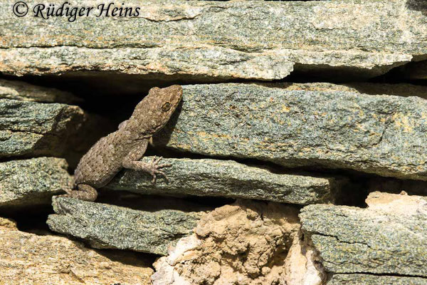 Mediodactylus kotschyi (Ägäischer Nacktfinger), 18.5.2024