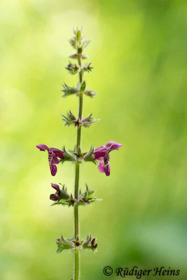 Stachys sylvatica (Wald-Ziest), 3.7.2019