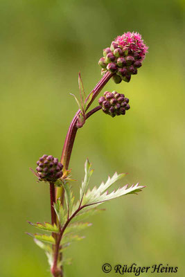 Sanguisorba minor (Kleiner Wiesenknopf), 10.5.2020