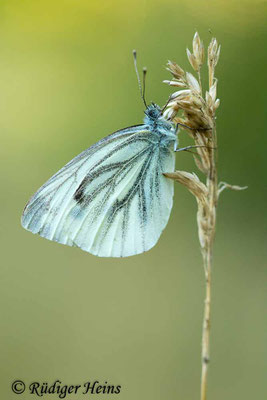 Artogeia napi (Rapsweißling), 11.8.2022