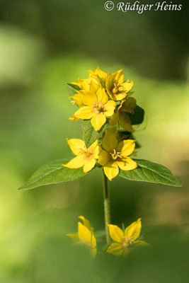 Lysimachia punctata (Punktierter Gilbweiderich)