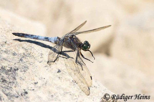 Orthetrum cancellatum (Großer Blaupfeil) Männchen, 30.7.2024