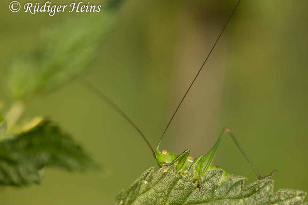 Conocephalus dorsalis (Kurzflügelige Schwertschrecke) Weibchen, 11.8.2020